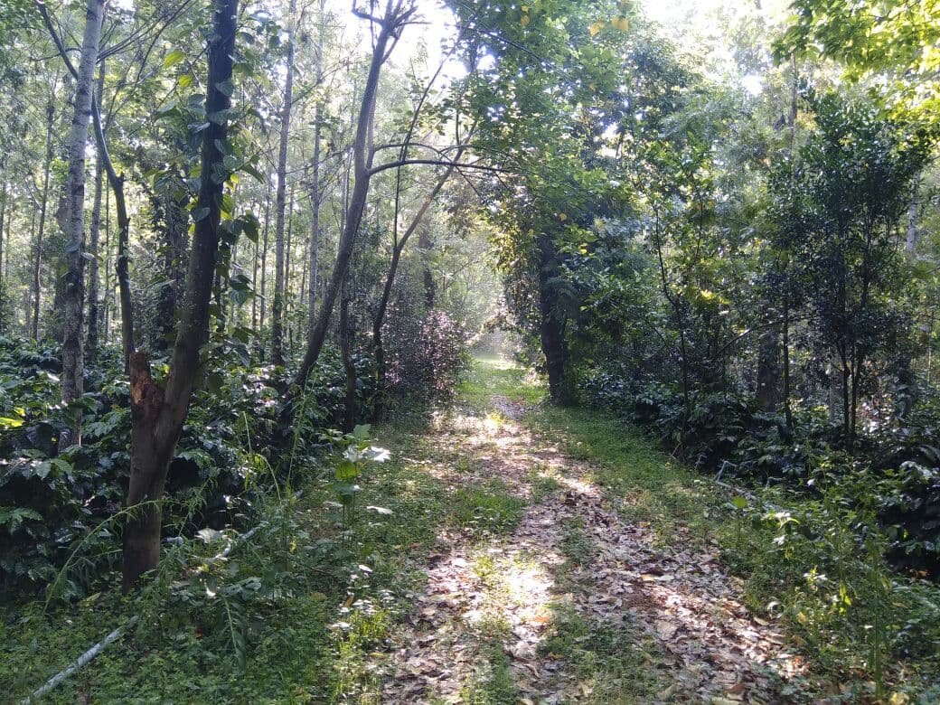 Green trail through the natural surroundings near the retreat